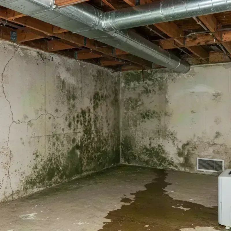 Professional Mold Removal in Logan County, IL